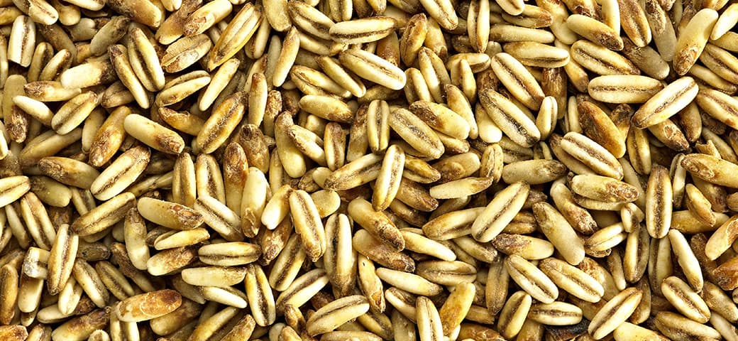 Gladfield Golden Oat
