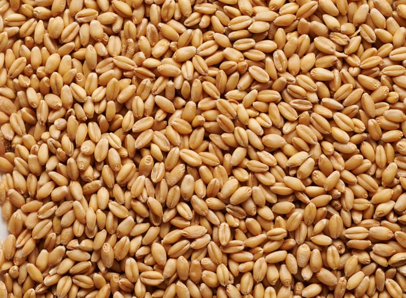 Gladfield Raw Wheat