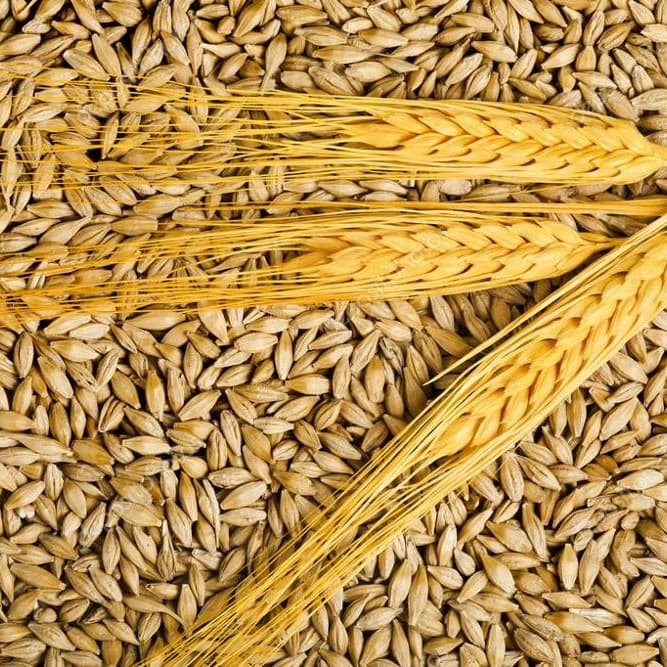 Gladfield Raw Barley